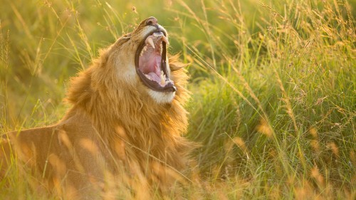 Maasai Mara, Kenya, Africa