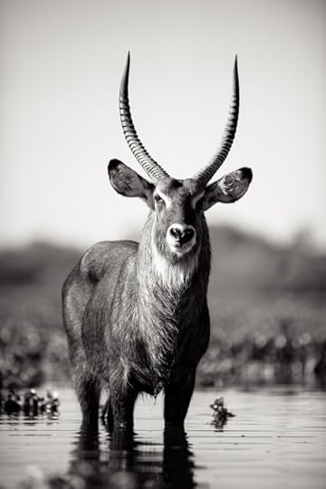 20110128_KenyaSafari_2366