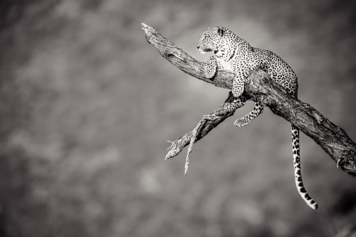20100112_Safari_272