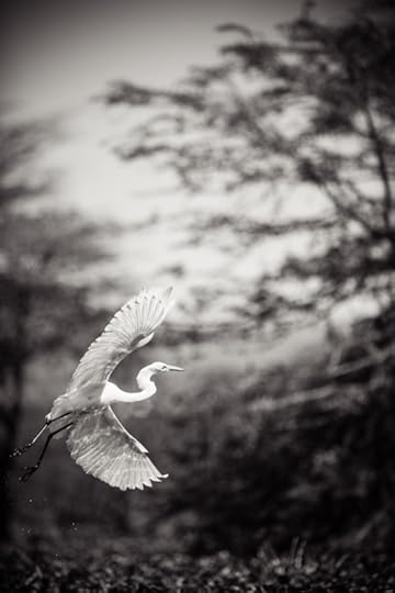 20110128_KenyaSafari_2759