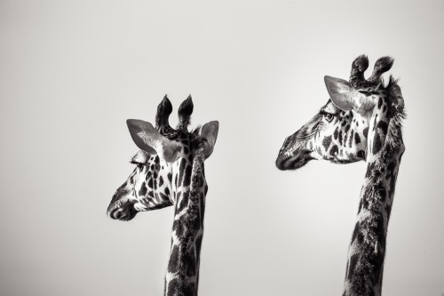 20100116_Safari-L_091-2