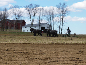 Amish Scenes from Holmes County, Ohio: A Six-Horse Team on a Plow/Harrow