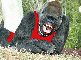 gorilla cracking up