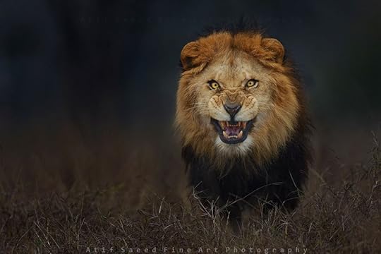 lion-photo
