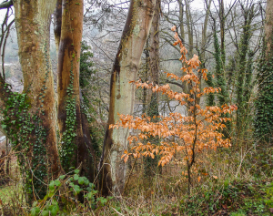 16beech