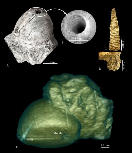 Milàn et al - Echinoid with snail - Fig 3 color