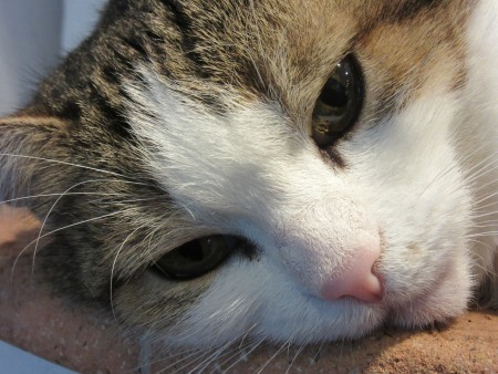 canine-flu-outbreak-cats