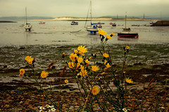 Yellow Plants