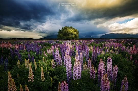 Photograph Lupin Flower by Kongkrit Sukying on 500px