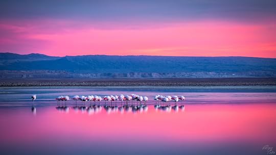 Photograph Amanecer en Laguna Chaxa by Luis Felipe Peña Sandoval on 500px