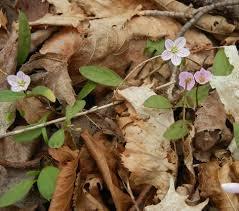 Image result for amorphous spring