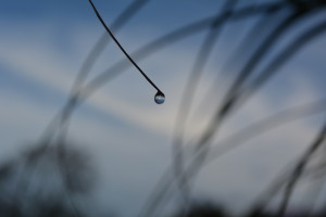 regen-2
