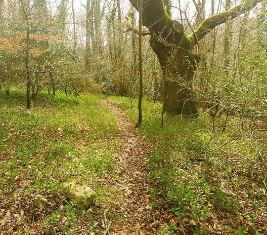 Woods