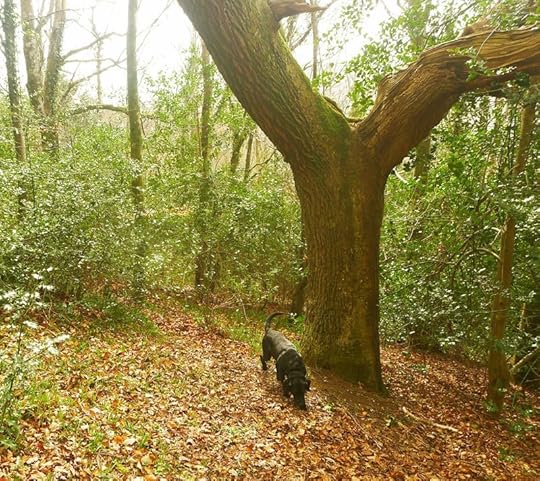 Woods 2