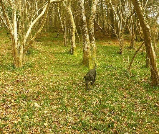 Woods 3