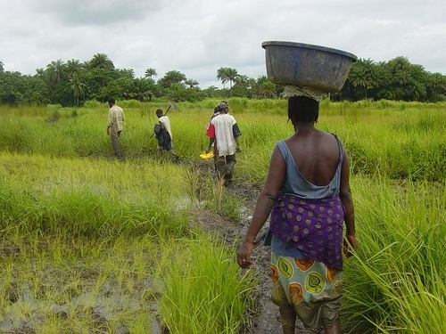 Africafarm