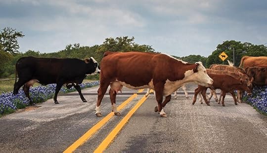 photo cows and bluebonnets_zpsfzdnign7.jpg