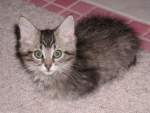 cavecat