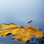 Cold_Spring_Rising_Cover