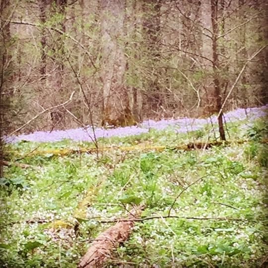 wildflowers 5