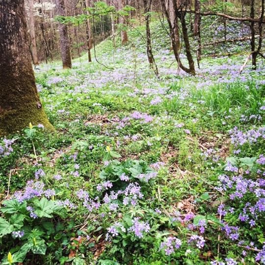 wildflowers 2