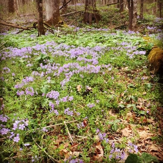 wildflowers 3