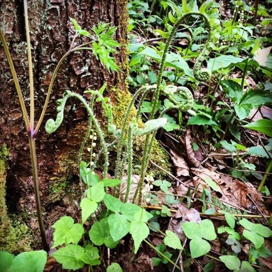 wildflower 1