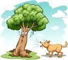 albero
