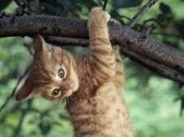 gatto2