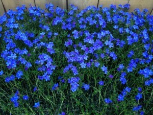 Mary's Garden