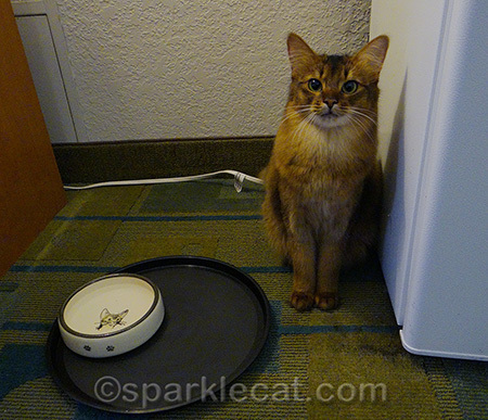 Is it dinnertime yet?