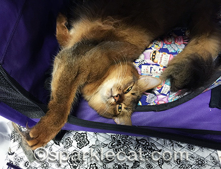 Tummy rubs welcome