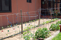 Tomatoes: Getting Started