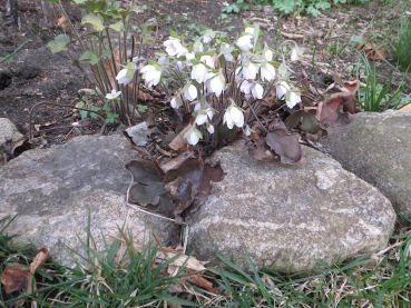 Hepatica