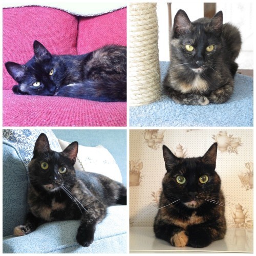 Ruby_Conscious_Cat