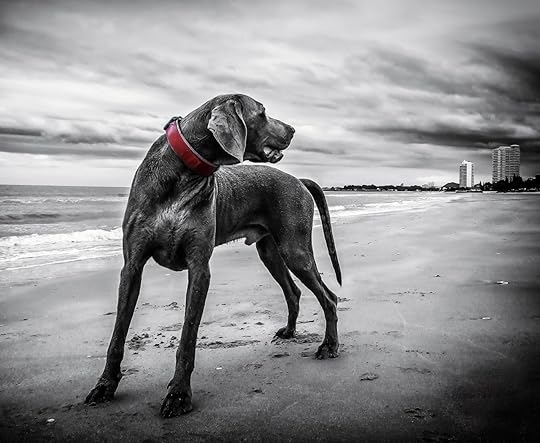 weimaraner-143753