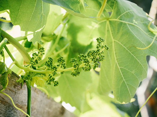 Tiny grapes