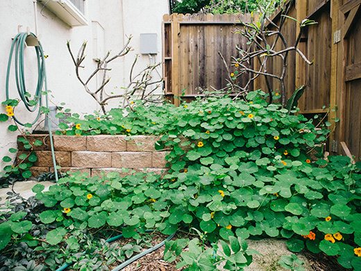 Nasturtiums