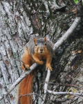 fox-squirrel-1404967-m