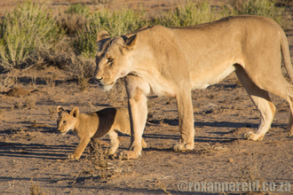 Sounds of the Kalahari
