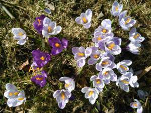 Crocuses