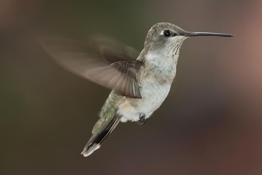 Black chinned hummingbird