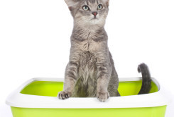 shutterstock_183786704