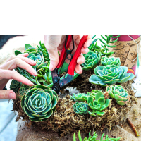 DIY Succulent Wreath