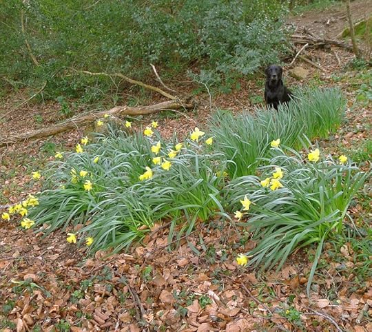 Tilly among the dafs