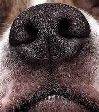 nose