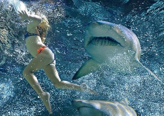 Sharks enjoy free lunches right up until fish and chips time.