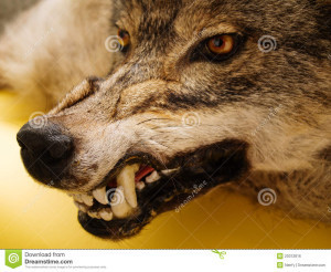 http://www.dreamstime.com/royalty-free-stock-image-snarl-wolf-image20312816