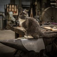 Of course, the shop cats know who the real shop bosses are.