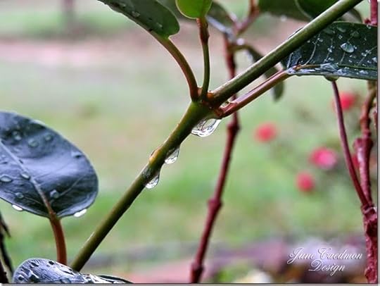 WaterDropletsonStem
